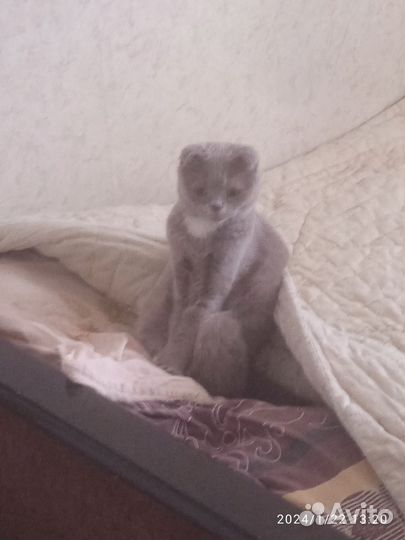 Шотландская кошечка