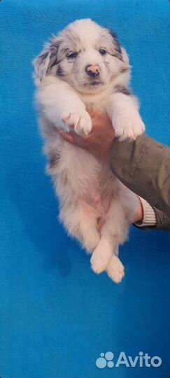 Щенки бордер колли