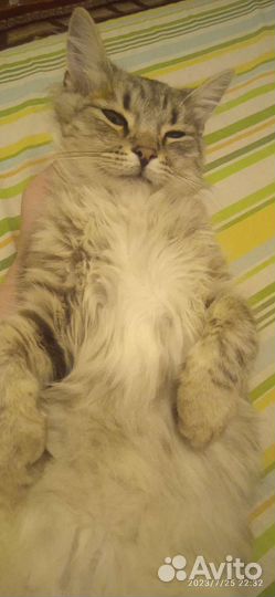 Котенок подросток в добрые руки