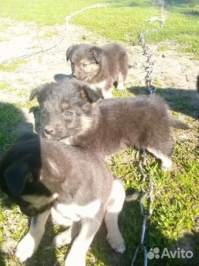 Щенки девочки от маленькой собачки