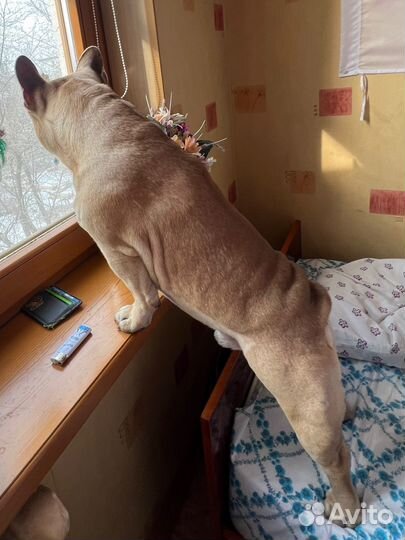 Вязка французкого бульдога