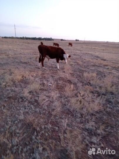 Бычки и телки