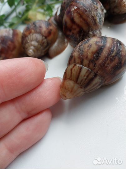 Улитки Африканские отбраковка