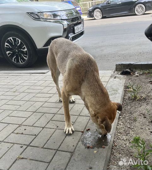 Добрая ласковая собака скитается на пляже