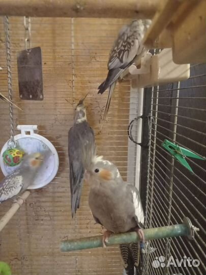 Попугай карелла птенцы