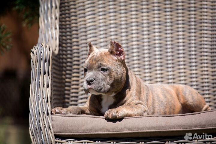 Американские булли щенки покет