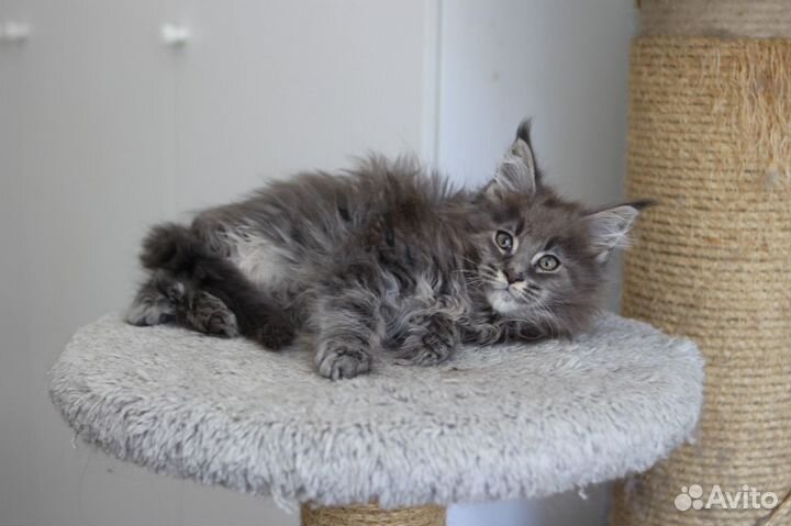 Котик мейн-кун из питомника
