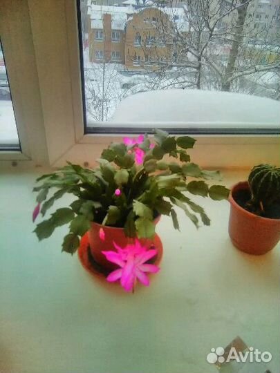 Декабрист сортовой и другие комнатные цветы