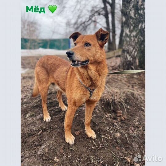 Собака в добрые руки бесплатно из приюта
