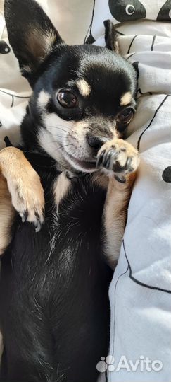 Мини той-терьер