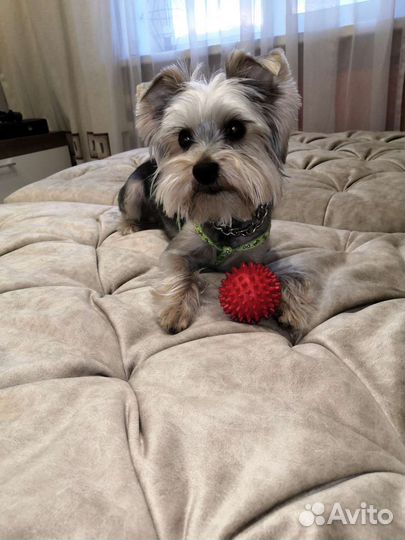 Йоркширский терьер вязка мальчик