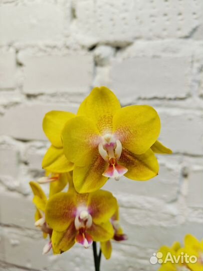 Жёлтые сортовые цветущие орхидеи
