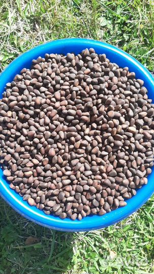 Орех кедровый свежий