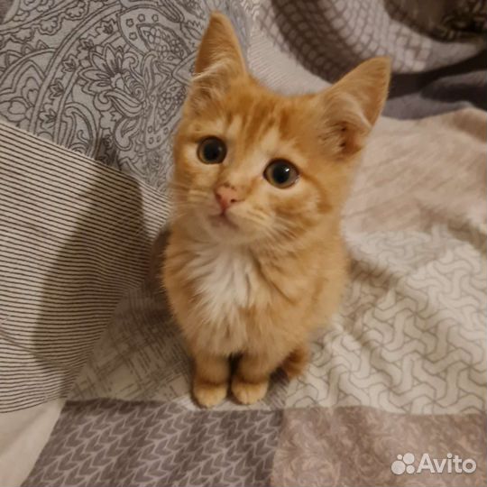 Маленький котенок девочка в добрые руки