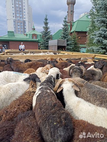 Овцы бараны ягнята