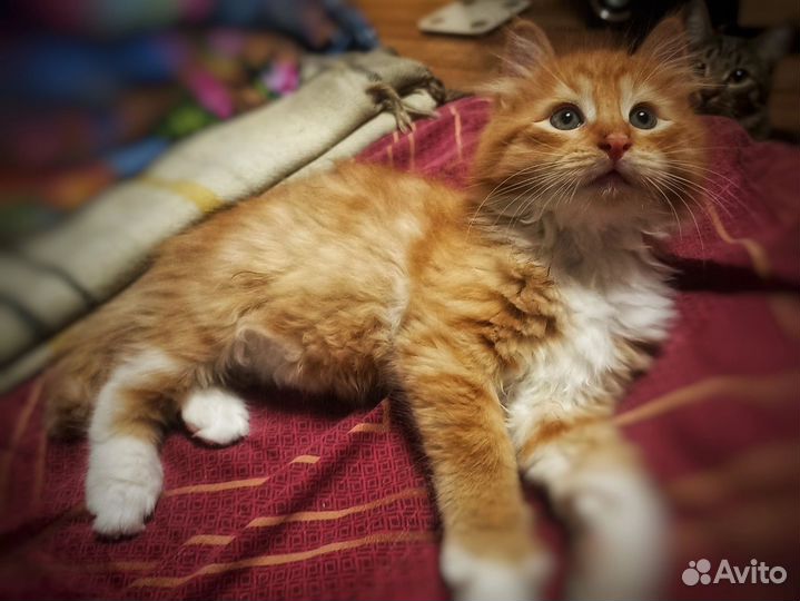 Рыжий котенок