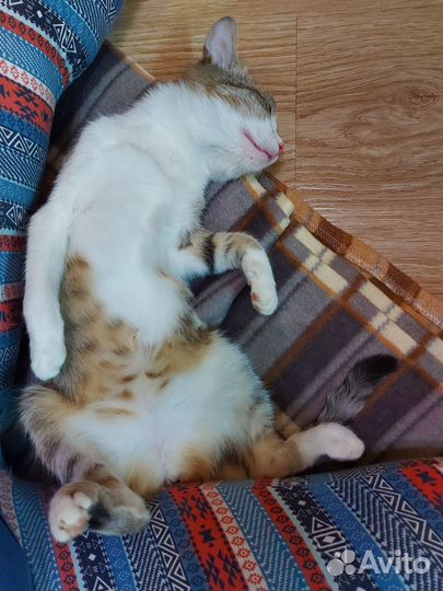 Котенок девочка в добрые руки