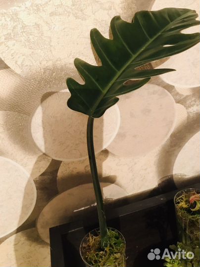 Филодендрон карамель марбл (плуто)