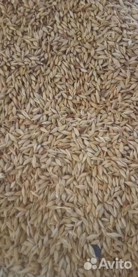 Ячмень в мешках свежий урожай доставка