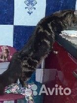 Котята мейн-кун
