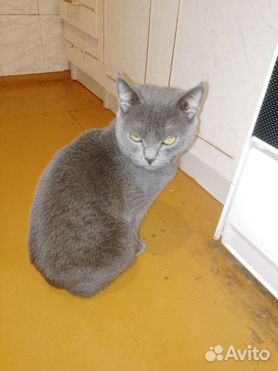 Британские кот