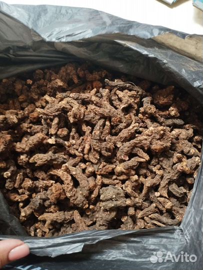 Продам корень калгана