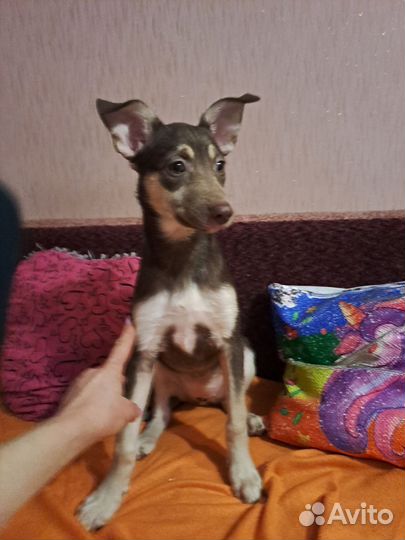 Щенок в поиске дома