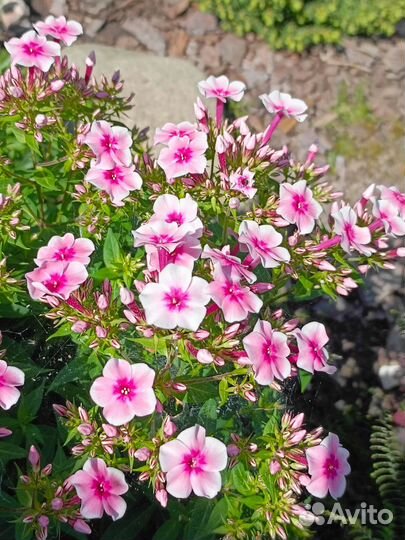 Флоксы-миниатюрки и не только