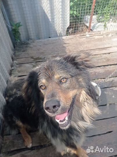 Отдаем собаку в добрые руки