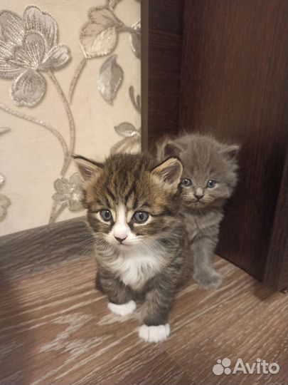 Котята британцы