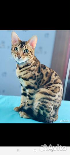 Котик ищет добрые руки