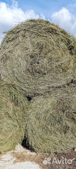 Сено люцерны в тюках