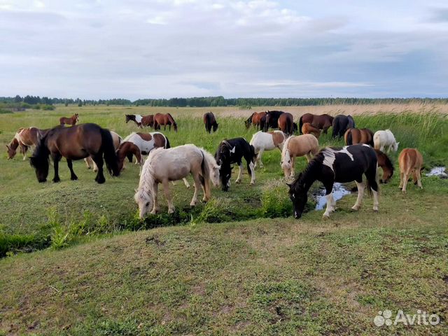 Продаю молодняк шетлендских пони объявление продам