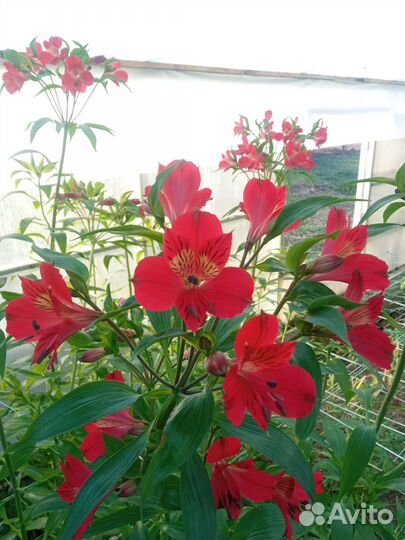 Альстромерия корни