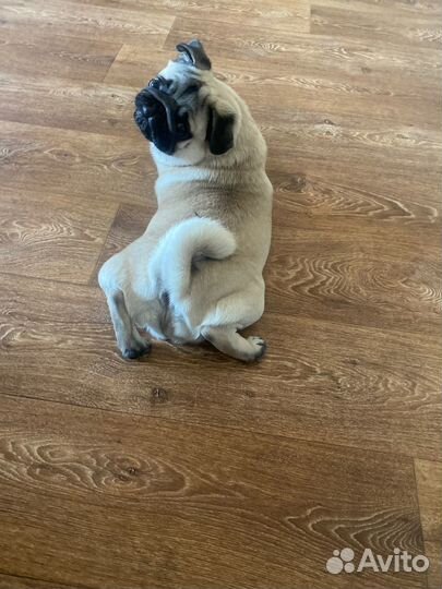 Мопс вязка мальчик