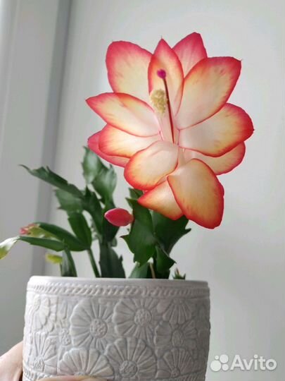 Декабрист коллекционный Samba Brazil