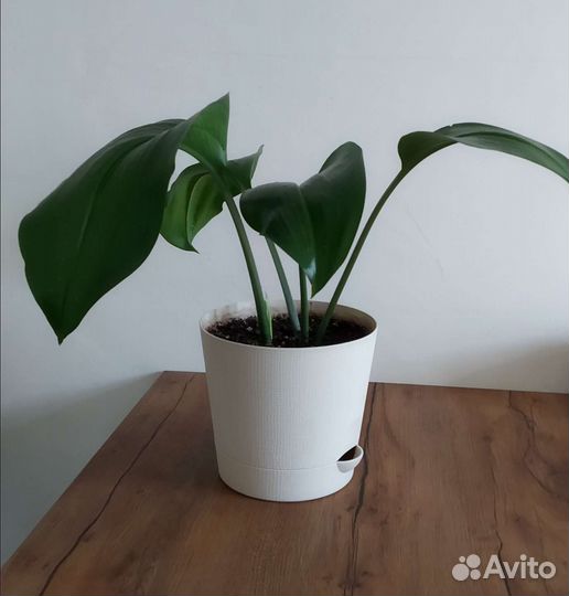 Комнатная лилия, эухарис