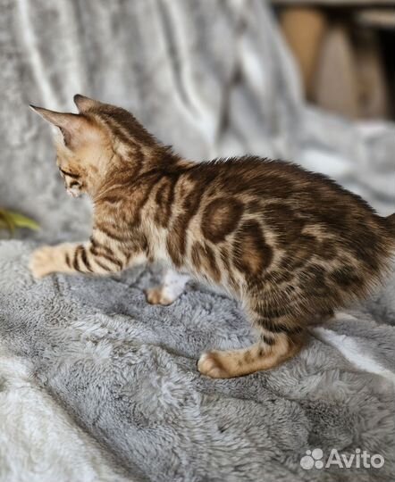 Бенгальская девочка