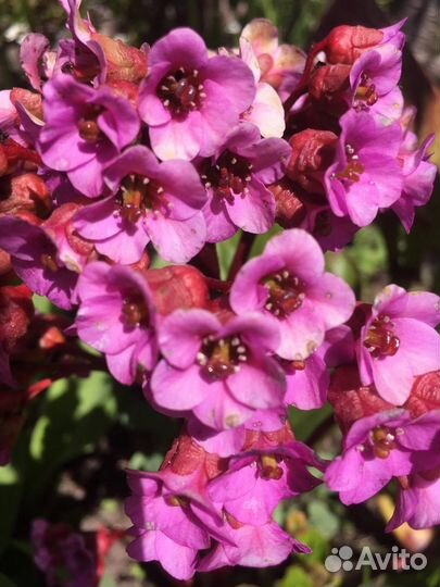 Многолетние садовые растения