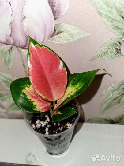 Аглаонемы Сортовые