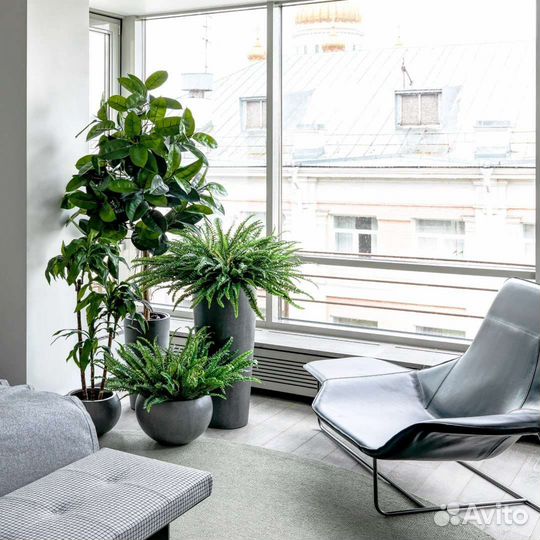 Растения, деревья в кашпо, арт 221, от