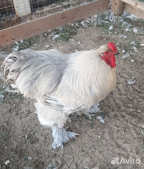 Петух брама лаванда