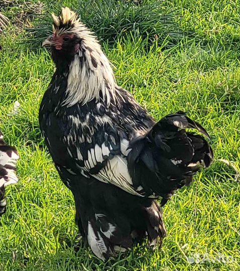 Петух молодой, Павловское золото