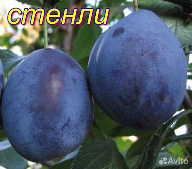 Саженцы плодовых деревьев,кустарники,виноград,розы