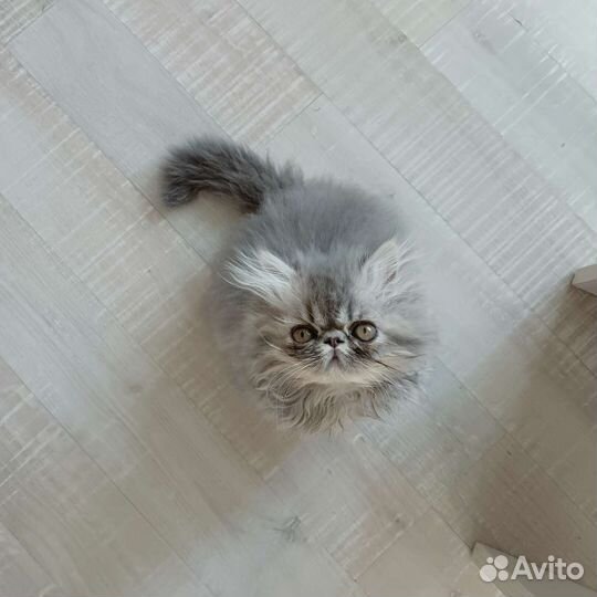 Персидские котята