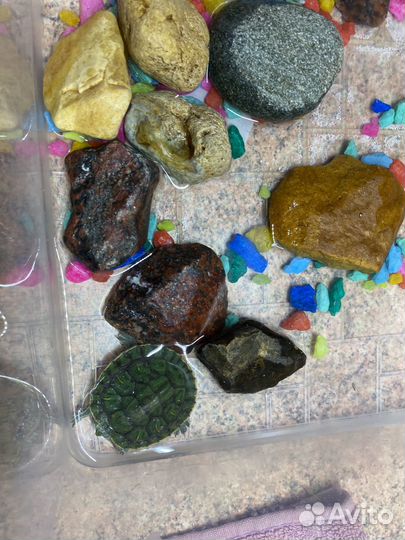 Попугай, черепаха