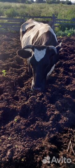 Продам корову