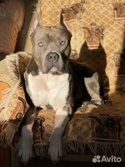 Стаффордширский терьер