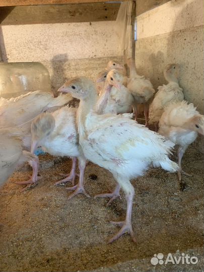 Индюки индюшата