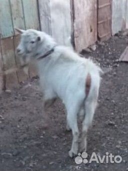 Козёл. Козы